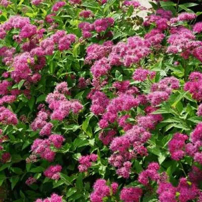 Спирея КРИСПА японская — описание сорта Спирея КРИСПА японская в Москве