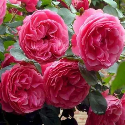 Саженцы роз ЛЕОНАРДО ДА ВИНЧИ флорибунда — описание сорта Саженцы роз ЛЕОНАРДО ДА ВИНЧИ флорибунда в Москве