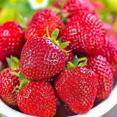 Клубника СИЛЬВИЯ  Клубника СИЛЬВИЯ в Москве