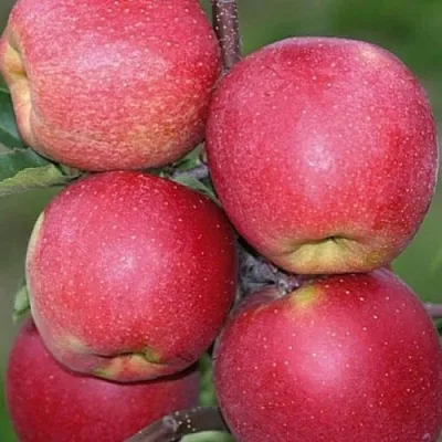 Яблоня ЧЕМПИОН — описание сорта Яблоня ЧЕМПИОН в Москве