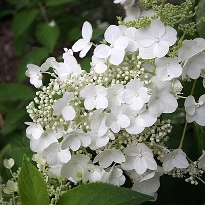 саженцы гортензии саженцы гортензии