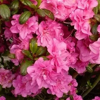 Азалия ПЕТТИКОУТ японская — описание сорта Азалия ПЕТТИКОУТ японская в Москве