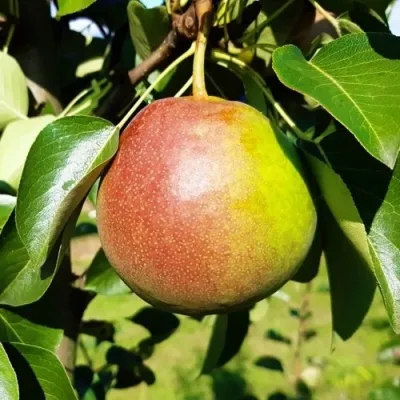 Груша КУПАЛА — описание сорта Груша КУПАЛА в Москве