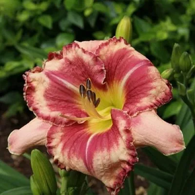 Лилейник АУТСТАНДИНГ гибридный  Лилейник АУТСТАНДИНГ гибридный в Москве