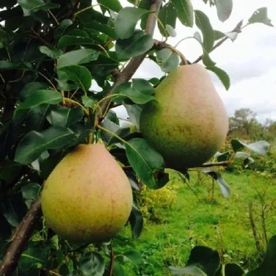 Груша ЛИРА — описание сорта Груша ЛИРА в Москве