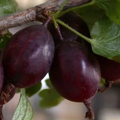 Крыжовник ЧЕЛЯБИНСКИЙ СЛАБОШИПОВАТЫЙ  Крыжовник ЧЕЛЯБИНСКИЙ СЛАБОШИПОВАТЫЙ в Москве