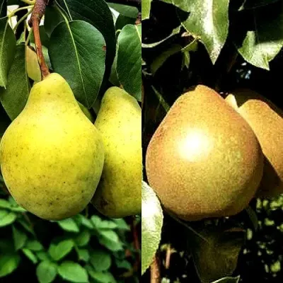 Комплект ДУЭТ — описание сорта Комплект ДУЭТ в Москве