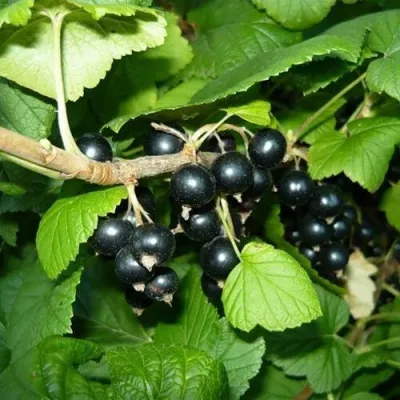 Смородина чёрная БАГИРА — описание сорта Смородина чёрная БАГИРА в Москве