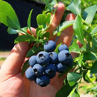 Голубика НОРТ КАНТРИ в Москве