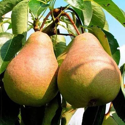 Саженцы груши Выставочная Саженцы груши Выставочная