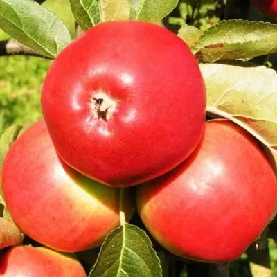 Яблоня СЯБРЫНА — описание сорта Яблоня СЯБРЫНА в Москве