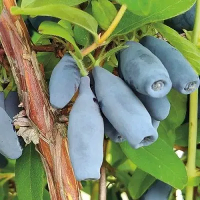 Жимолость съедобная ВОСТОРГ — описание сорта Жимолость съедобная ВОСТОРГ в Москве