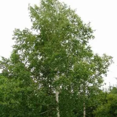 Береза бородавчатая — описание сорта Береза бородавчатая в Москве