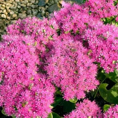 Очиток (седум) БРИЛЛИАНТ в Москве