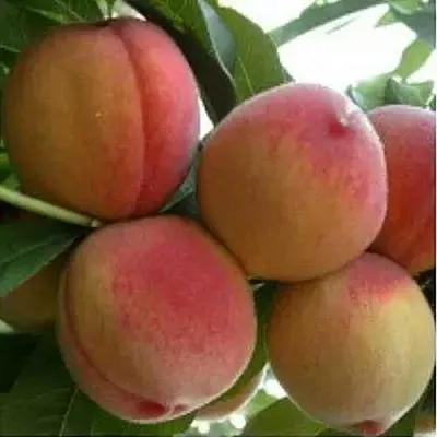 Персик ТУРИСТ  Персик ТУРИСТ в Москве