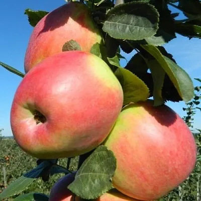 Яблоня БРЯНСКОЕ РОЗОВОЕ  Яблоня БРЯНСКОЕ РОЗОВОЕ в Москве