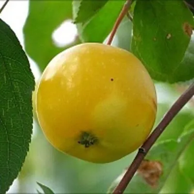 Яблоня КИТАЙКА ЖЁЛТАЯ колонновидная — описание сорта Яблоня КИТАЙКА ЖЁЛТАЯ колонновидная в Москве