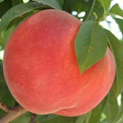 Персик МАЙСКИЙ ЦВЕТОК  Персик МАЙСКИЙ ЦВЕТОК в Москве