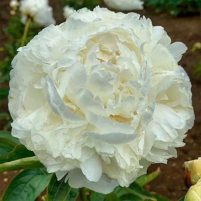 Пион МАДАМ КЛОД ТЕН травянистый  Пион МАДАМ КЛОД ТЕН травянистый в Москве