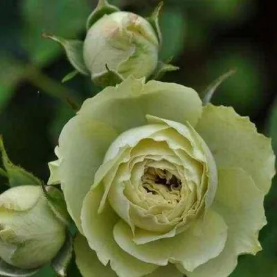 Саженцы роз ГРИН ДАЙМОНД миниатюрная — описание сорта Саженцы роз ГРИН ДАЙМОНД миниатюрная в Москве