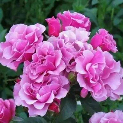 Саженцы роз САНТА БАРБАРА флорибунда — описание сорта Саженцы роз САНТА БАРБАРА флорибунда в Москве