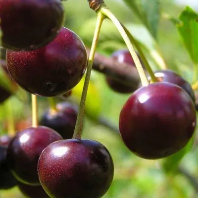 Вишня ЛИВЕНСКАЯ — описание сорта Вишня ЛИВЕНСКАЯ в Москве