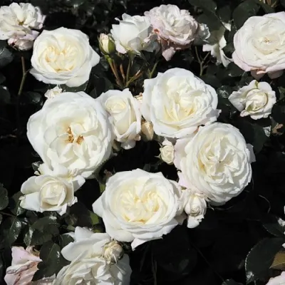 Саженцы роз АЛАБАСТЕР флорибунда — описание сорта Саженцы роз АЛАБАСТЕР флорибунда в Москве