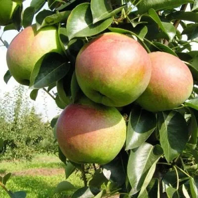 Груша КУПАЛА — описание сорта Груша КУПАЛА в Москве