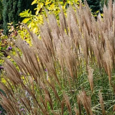 Мискантус КЛЯЙН СИЛЬБЕРСПАЙН китайский  — описание сорта Мискантус КЛЯЙН СИЛЬБЕРСПАЙН китайский  в Москве