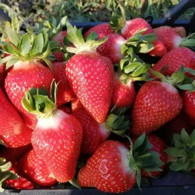 Клубника ЛЮЧИЯ — описание сорта Клубника ЛЮЧИЯ в Москве