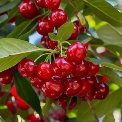 Вишня ГИРЛЯНДА в Москве