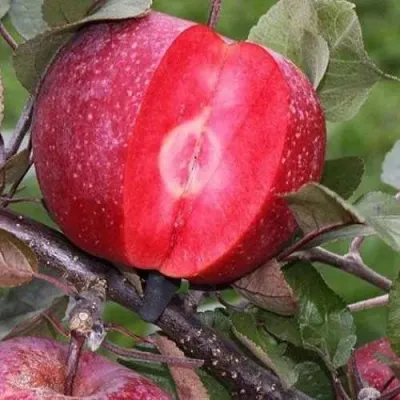 Яблоня РЕД КЕТТИ — описание сорта Яблоня РЕД КЕТТИ в Москве