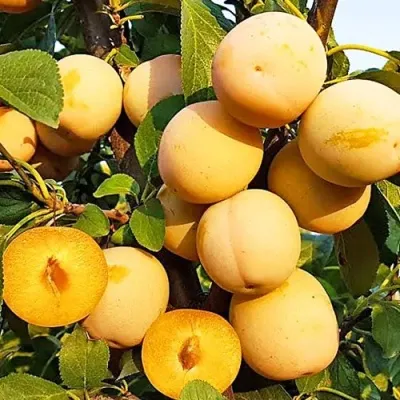 Слива РЕНКЛОД ранний — описание сорта Слива РЕНКЛОД ранний в Москве