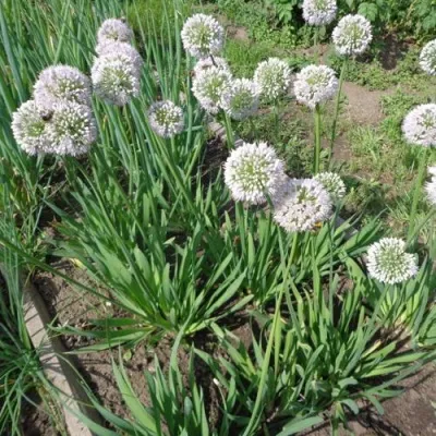 Лук слизун в Москве