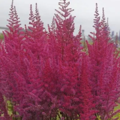 Астильба МАЙТИ ЧОКОЛАТ ЧЕРРИ китайская — описание сорта Астильба МАЙТИ ЧОКОЛАТ ЧЕРРИ китайская в Москве