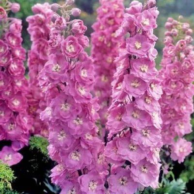 Дельфиниум ДЕЛЬФИС ПИНК ПАУЭ высокий — описание сорта Дельфиниум ДЕЛЬФИС ПИНК ПАУЭ высокий в Москве