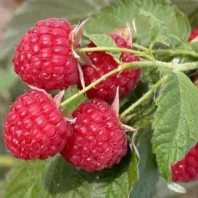 Малина СОЛНЫШКО в Москве