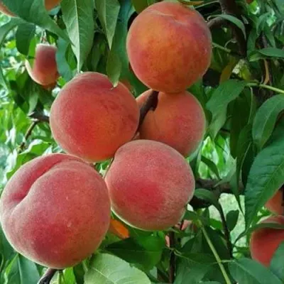 Персик САНКРЕСТ — описание сорта Персик САНКРЕСТ в Москве