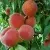 Персик САНКРЕСТ — описание сорта Персик САНКРЕСТ в Москве