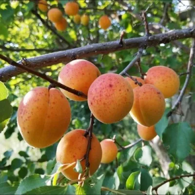 Абрикос ЖЕРДЕЛА — описание сорта Абрикос ЖЕРДЕЛА в Москве