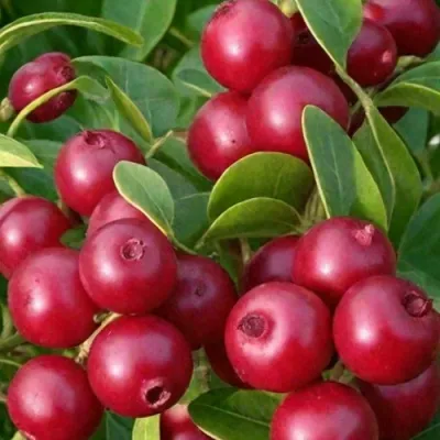 Клюква ХОВЕС — описание сорта Клюква ХОВЕС в Москве