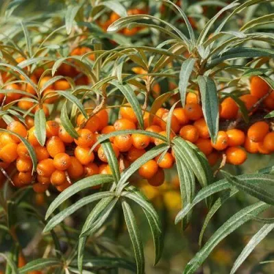 Облепиха РОСИНКА — описание сорта Облепиха РОСИНКА в Москве