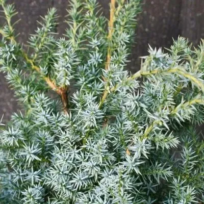 Можжевельник БЛЮ АЛЬПС китайский — описание сорта Можжевельник БЛЮ АЛЬПС китайский в Москве