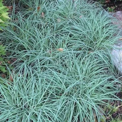 Осока БЛЮ ЗИНГЕР — описание сорта Осока БЛЮ ЗИНГЕР в Москве