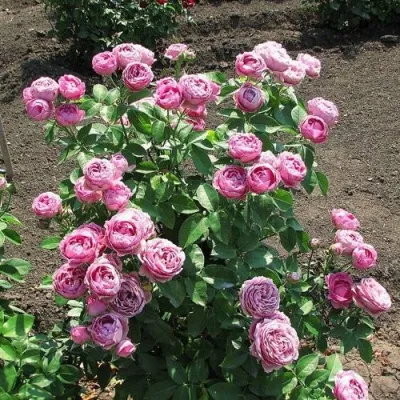 Саженцы роз МИСТИ БАБЛС спрей — описание сорта Саженцы роз МИСТИ БАБЛС спрей в Москве