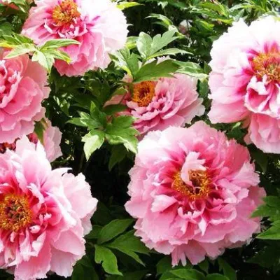 Пион СЕРЕБРИСТЫЙ РУЧЕЙ древовидный — описание сорта Пион СЕРЕБРИСТЫЙ РУЧЕЙ древовидный в Москве