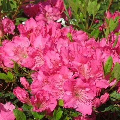 Азалия КИРСТИН японская — описание сорта Азалия КИРСТИН японская в Москве