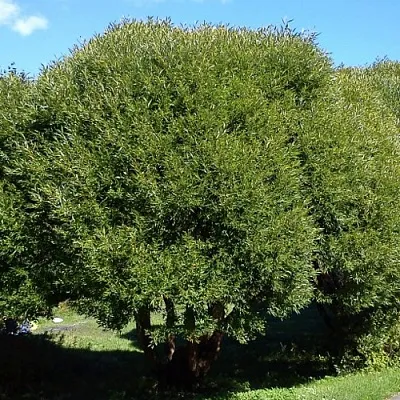 Ива ломкая   Ива ломкая  в Москве