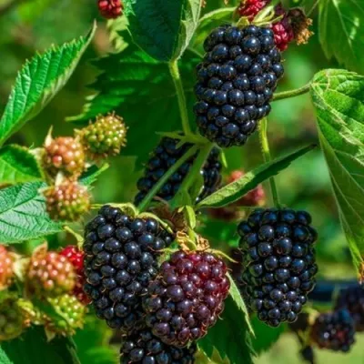 Ежевика ВАЛЬДО — описание сорта Ежевика ВАЛЬДО в Москве