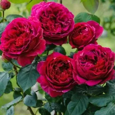 Саженцы роз КЕЙТ английская в Москве